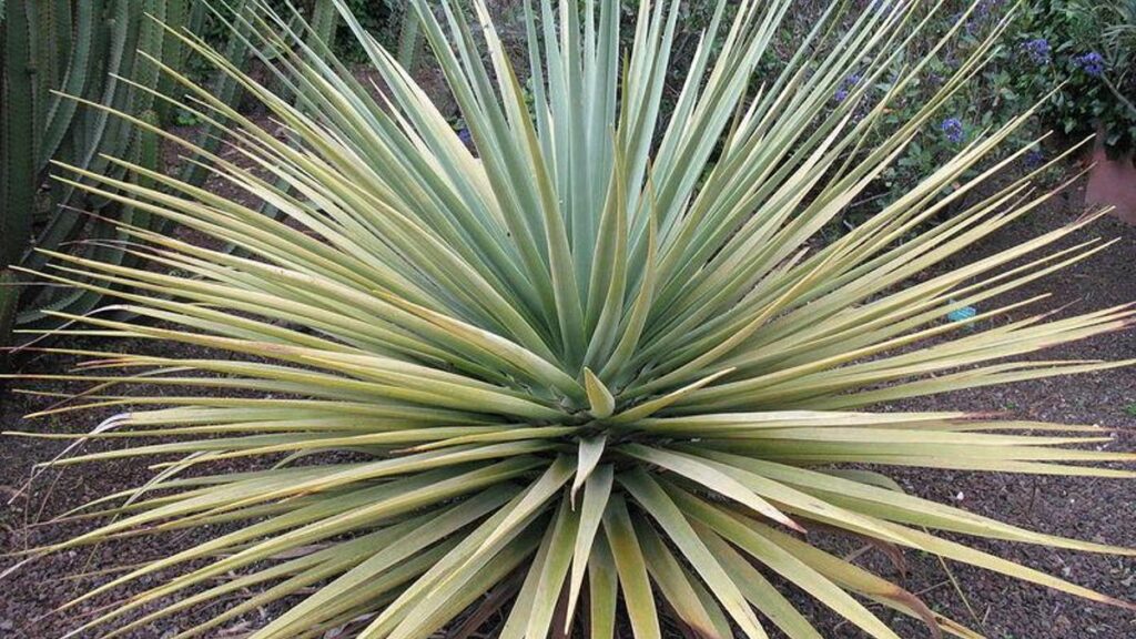 gran canaria dragon tree recovery plan approved