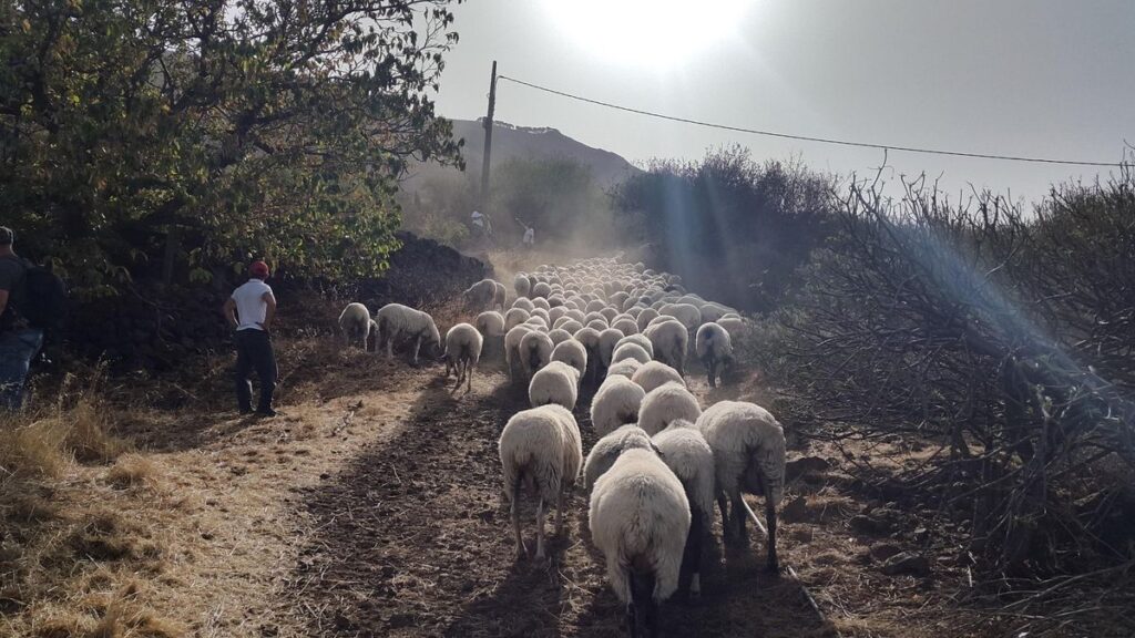 gran canaria firefighter goats grazing scheme expanded