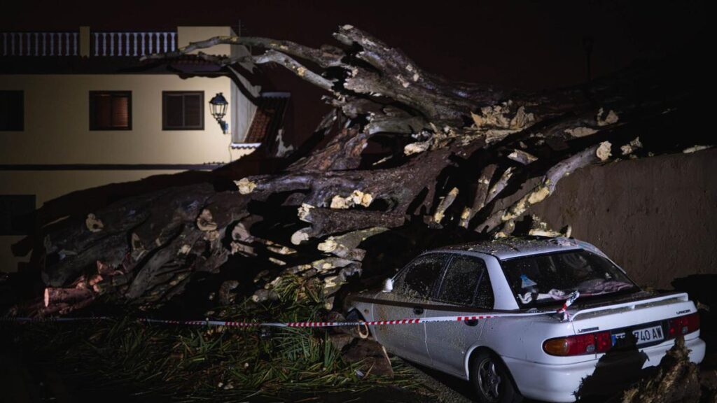 historic dragon tree falls los realejos tenerife storm