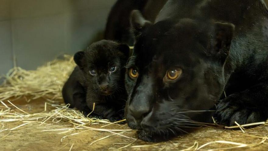 loro parque new jaguar cub first outing