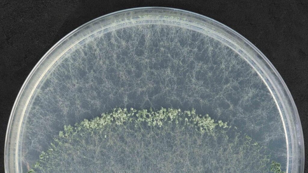 new fungus tenerife banana panama disease