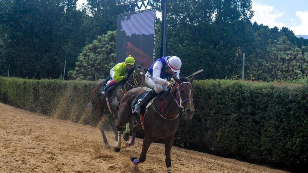 canary islands horse racing tracks law