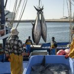 climate shark blame lanzarote fishery decline study