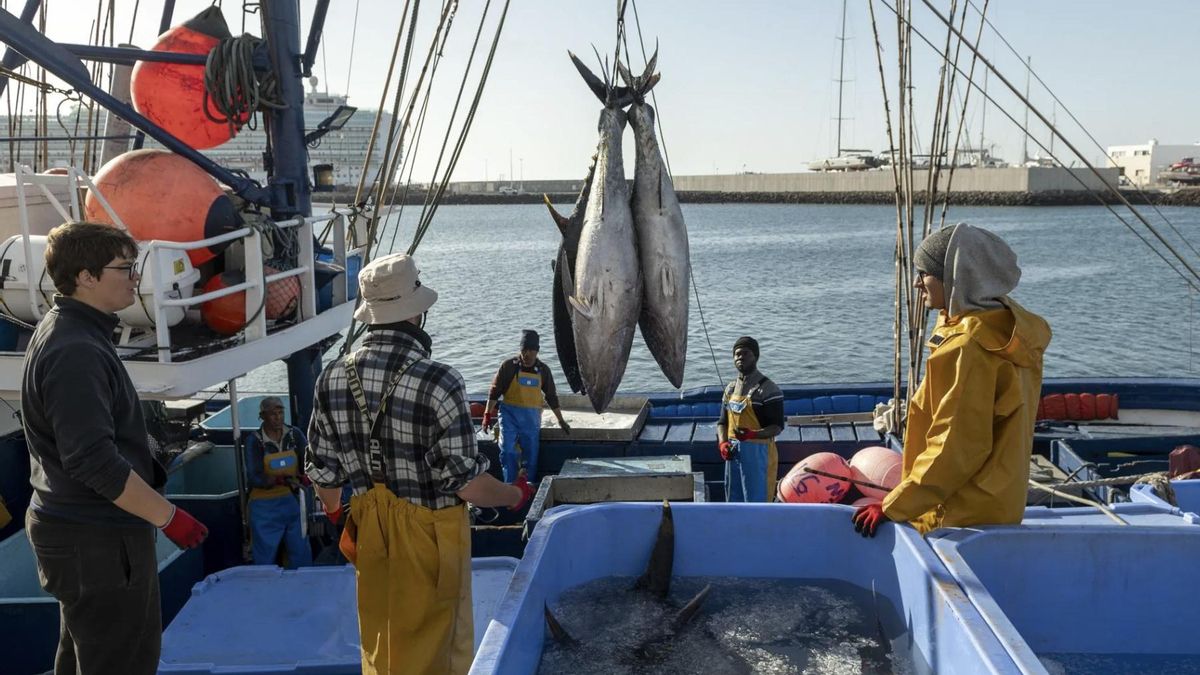 climate shark blame lanzarote fishery decline study