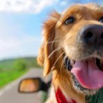 pet travel safety rules fines canary islands