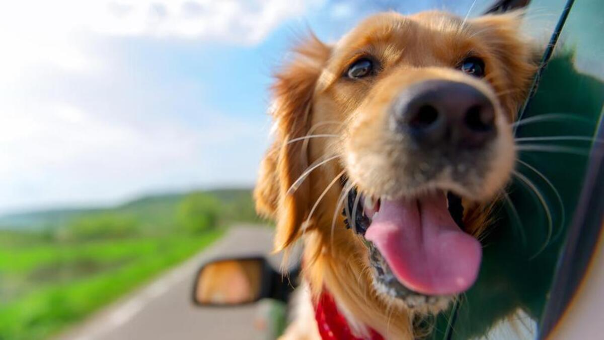 pet travel safety rules fines canary islands