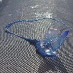 portuguese man o war yellow flags tenerife beaches