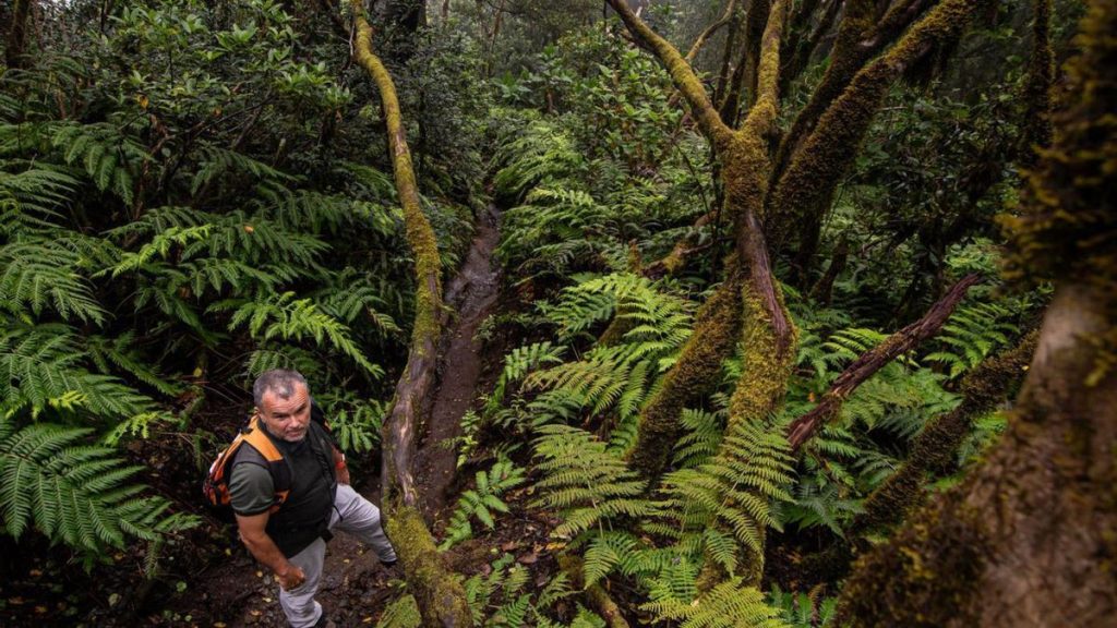 tenerife pijaral forest ecotax access fee