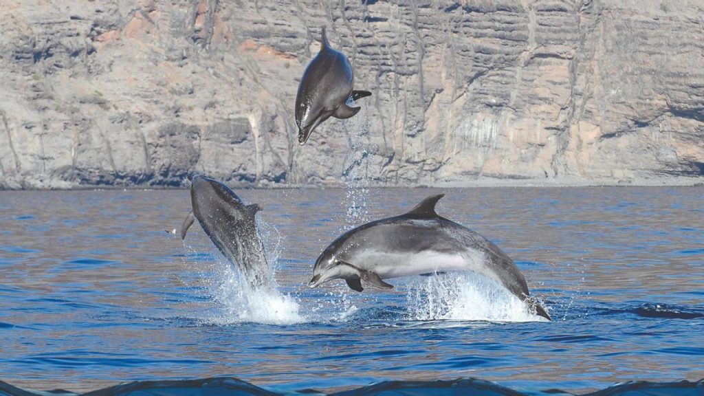 tenerife teno anaga marine reserves study
