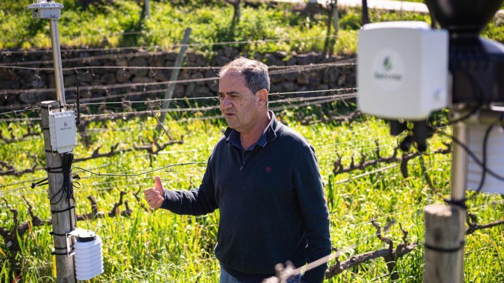 ai tenerife winery vinatigo