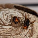 asian hornet detected gran canaria first time