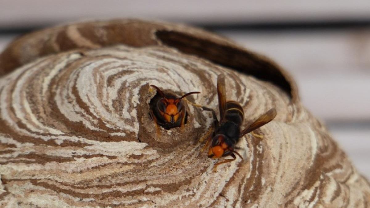 asian hornet detected gran canaria first time