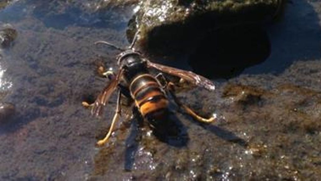 asian hornet las palmas guide