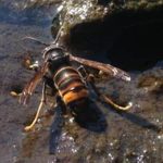 asian hornet las palmas guide