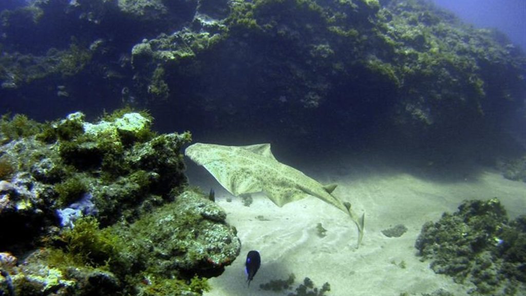 canary islands biodiversity under threat