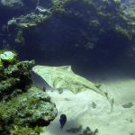 canary islands biodiversity under threat