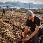 canary islands vine phylloxera american rootstocks trial