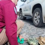 german tourists teide plant rock theft