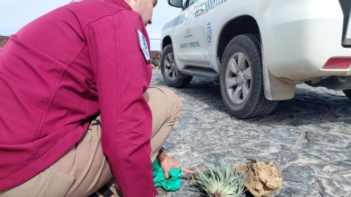 german tourists teide plant rock theft
