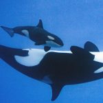 loro parque orcas wikie keijo transfer spain