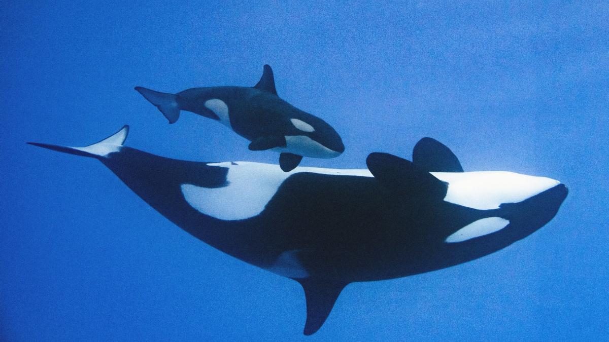 loro parque orcas wikie keijo transfer spain