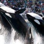 marineland orcas tenerife urgent transfer