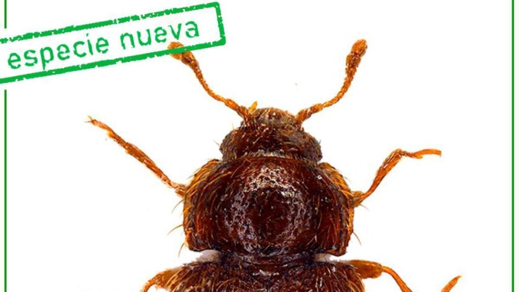 new beetle species discovered tenerife ravine