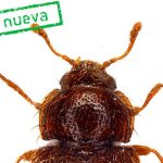 new beetle species discovered tenerife ravine