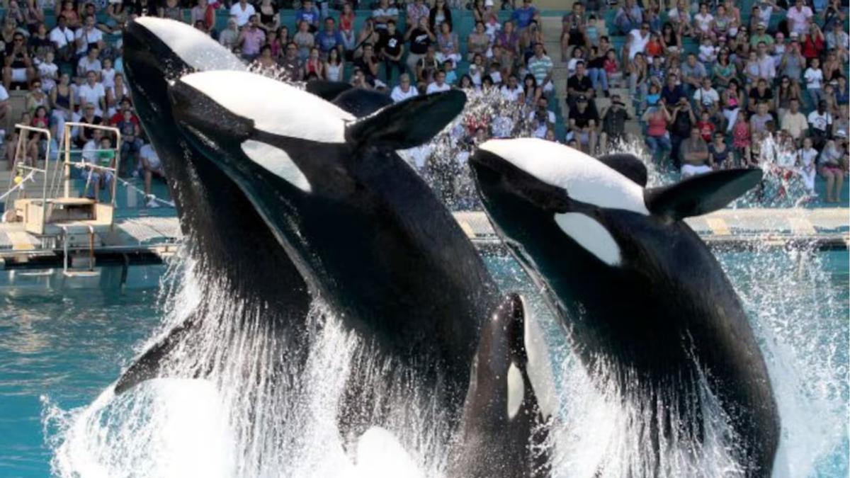 orcas marineland loro parque tenerife transfer urgent