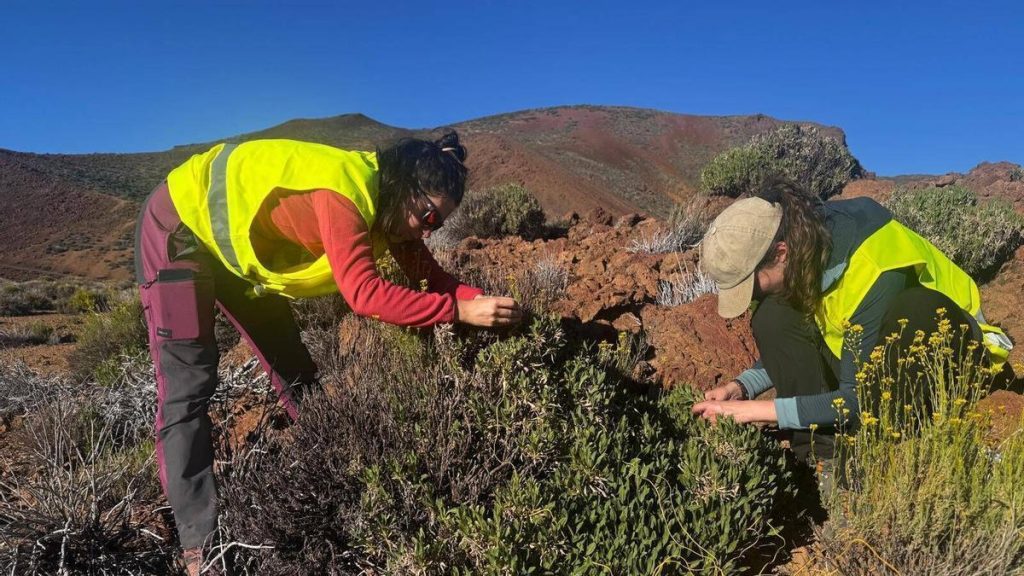 teide frozen air lake plants survival