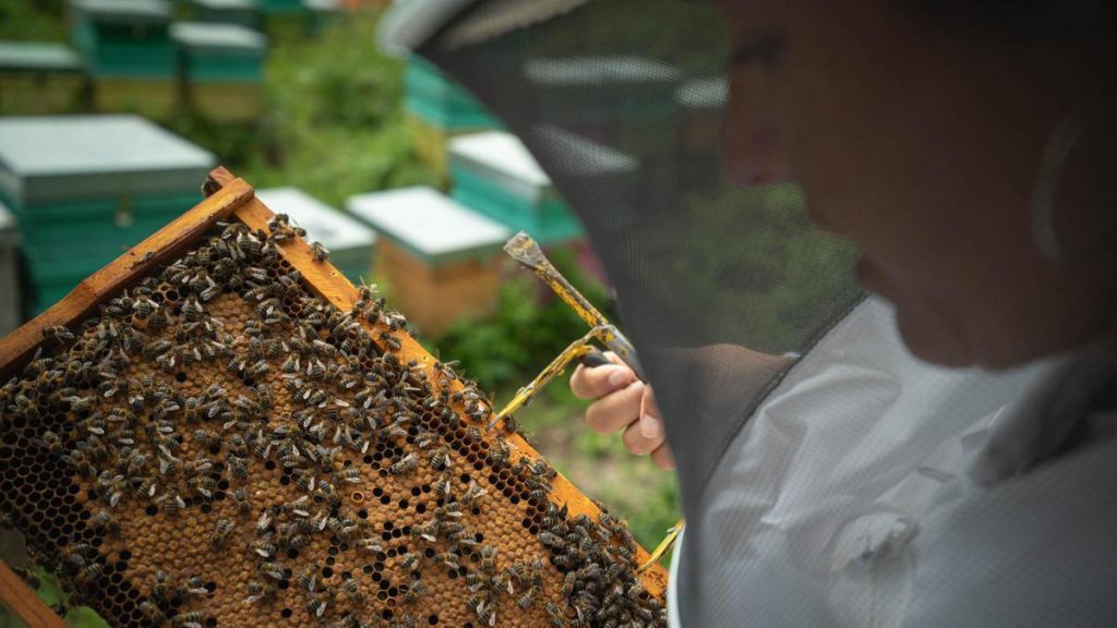 tenerife beekeeping challenges