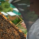 tenerife beekeeping challenges
