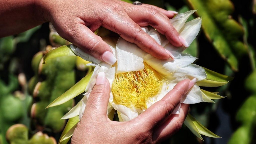 tenerife tropical fruit farming new era