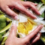 tenerife tropical fruit farming new era