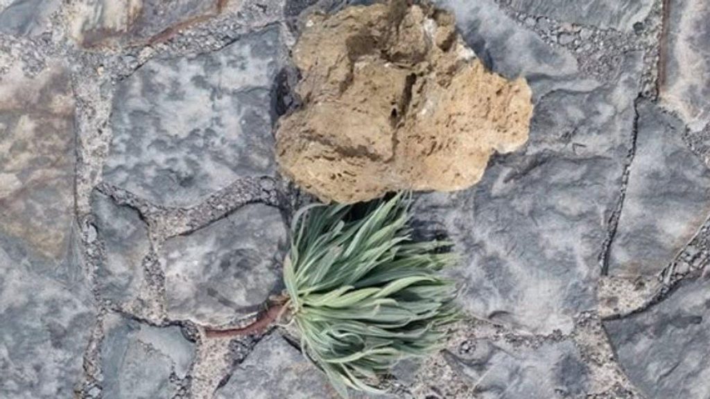 tourists fined picking tajinaste teide national park