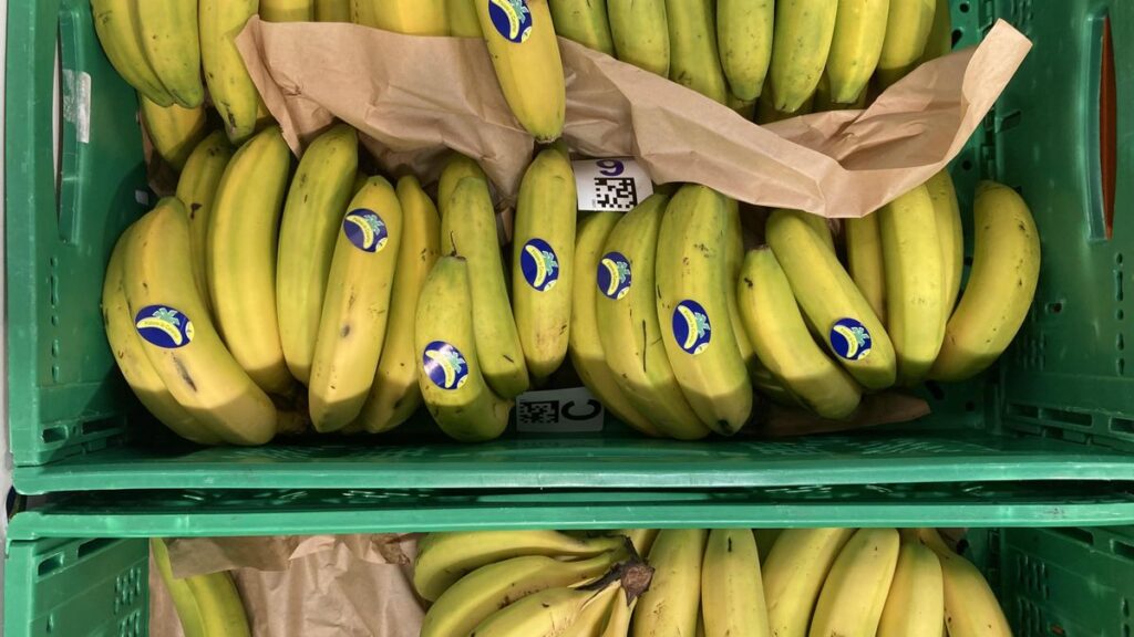 canary islands banana market share decline