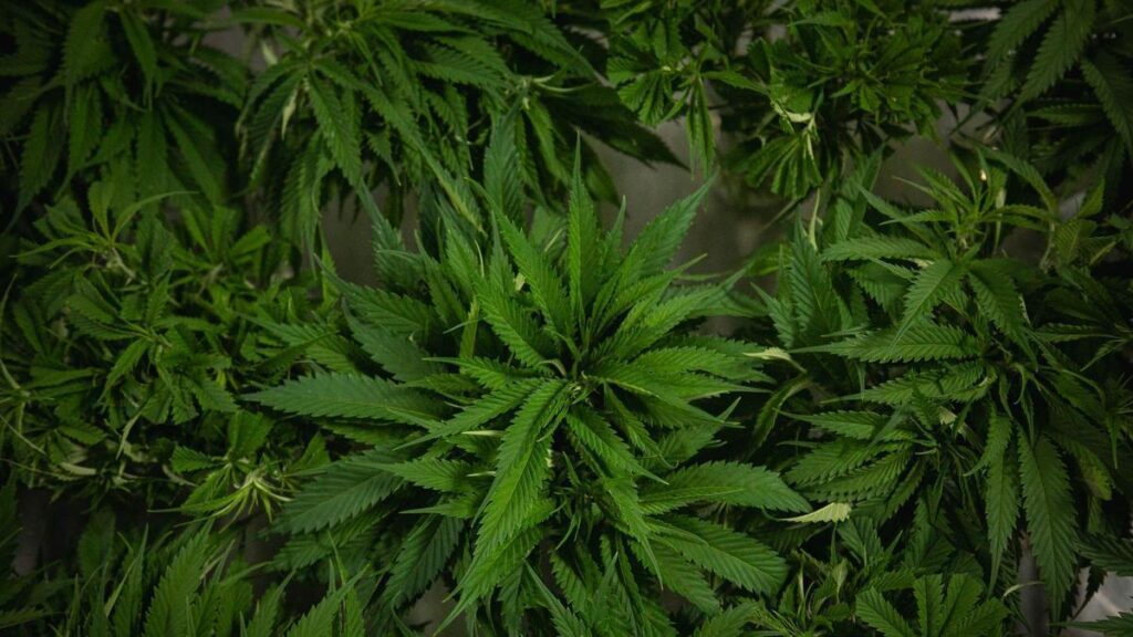 first medicinal cannabis licence canary islands