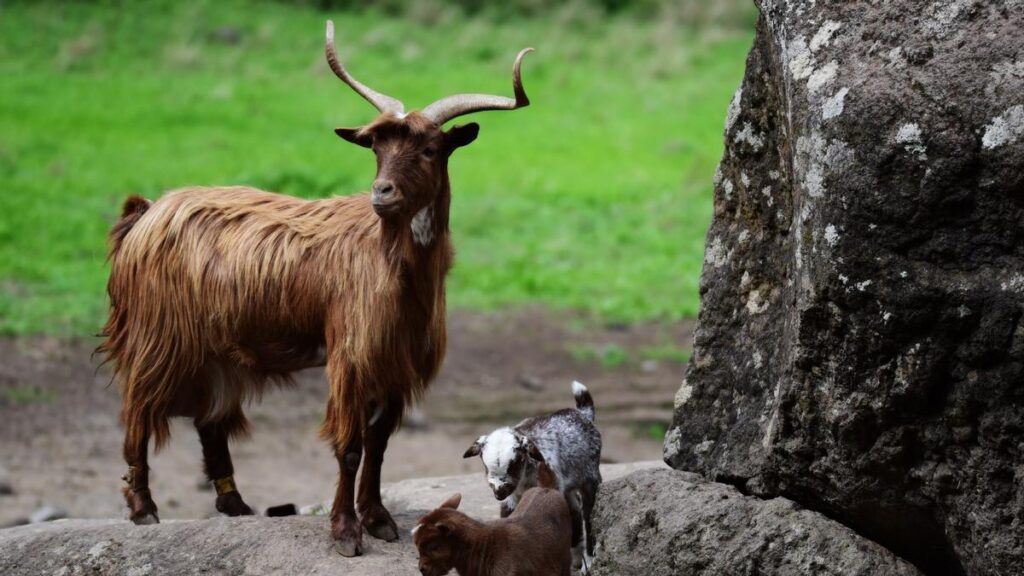 la palma goat sires indigenous breed preservation