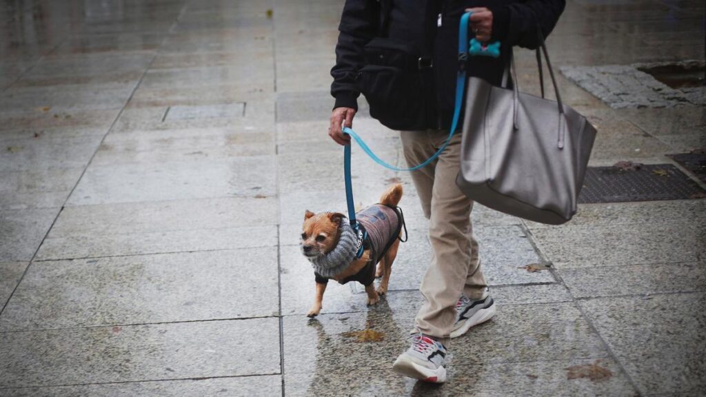 tenerife museums pets trial