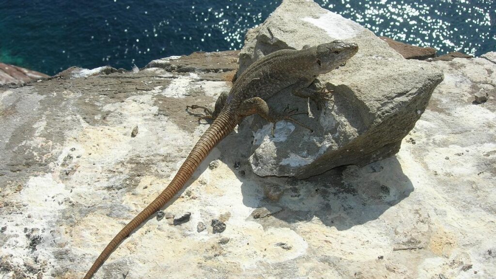 tenerife silent battle endangered species