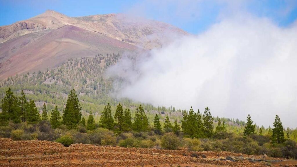 tenerife volcanic vineyard wine tours
