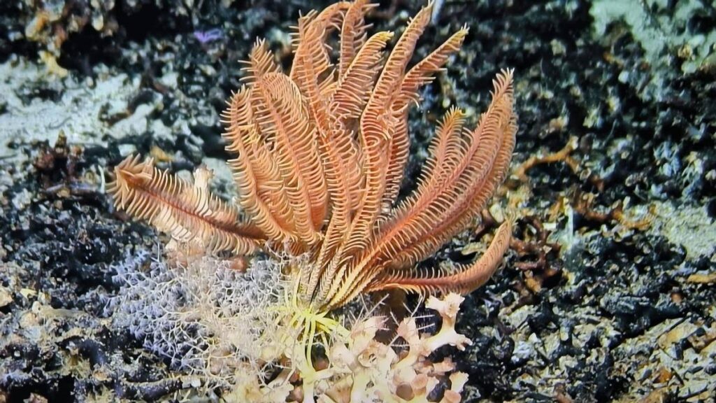 underwater oases canary islands seamounts