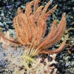 underwater oases canary islands seamounts