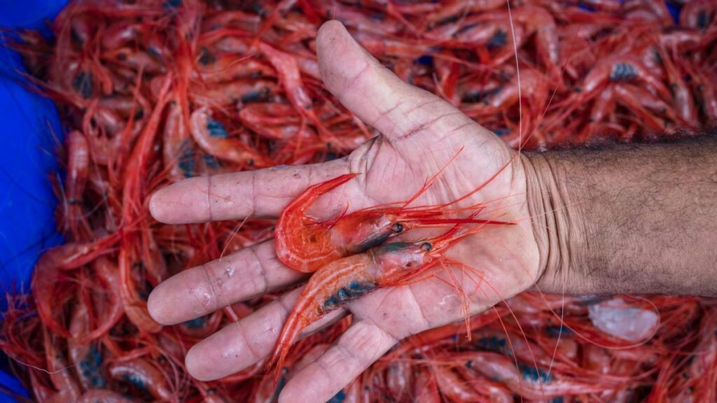 bajamar shrimp festival july 2026