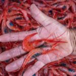 bajamar shrimp festival july 2026