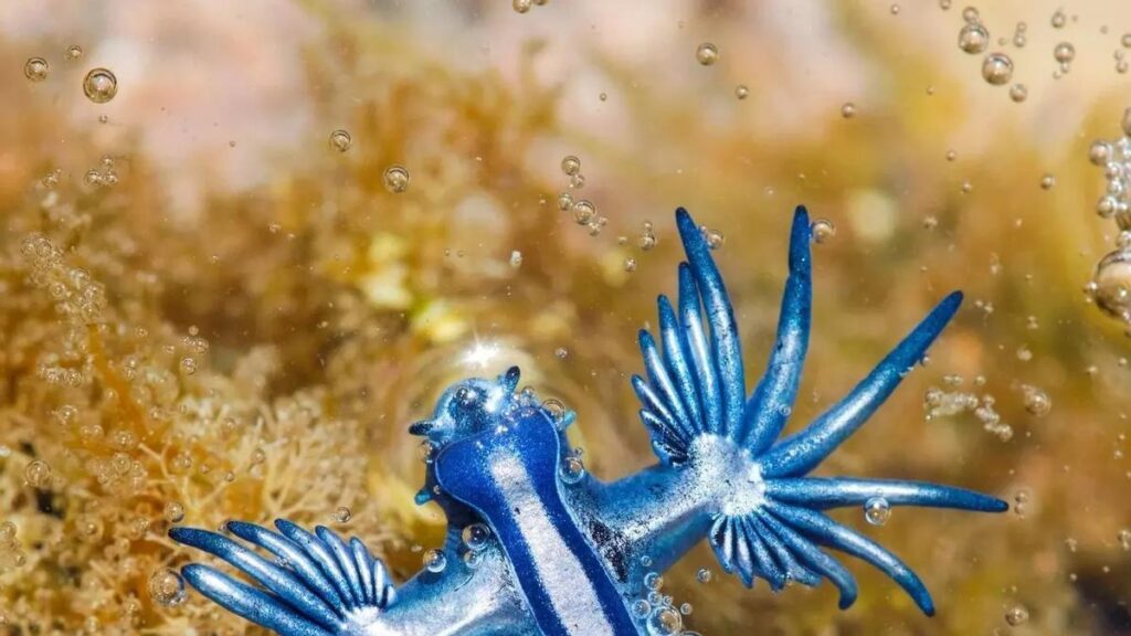 blue dragon glaucus atlanticus canary islands beach