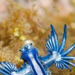 blue dragon glaucus atlanticus canary islands beach