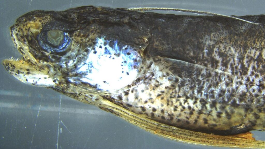 bregmaceros atlanticus canary islands discovery