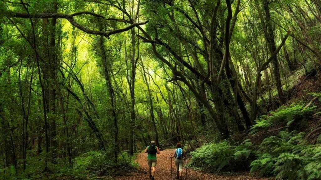 la palma reopens marcos cordero trail