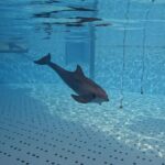 dolphins echolocation loro parque study
